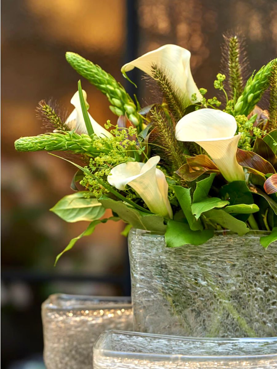 A basic guide to care for calla lilies at home