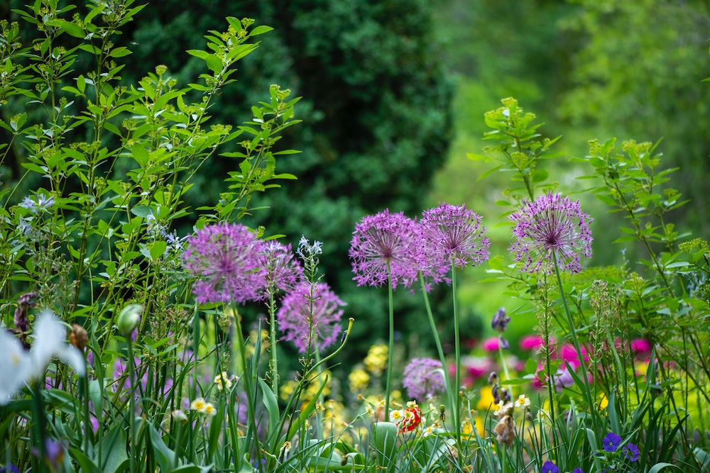 9 Spring Bulbs You Can Plant in Your Garden This Fall Allium Spring Garden