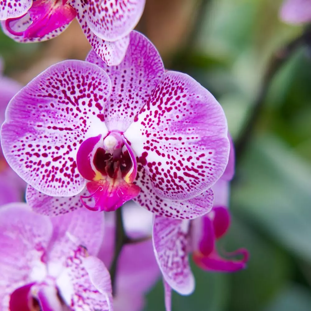 Orchid Garden flower