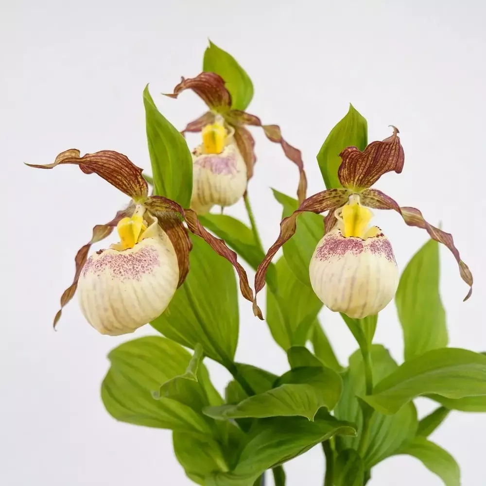 Laddy Slipper orchid flower