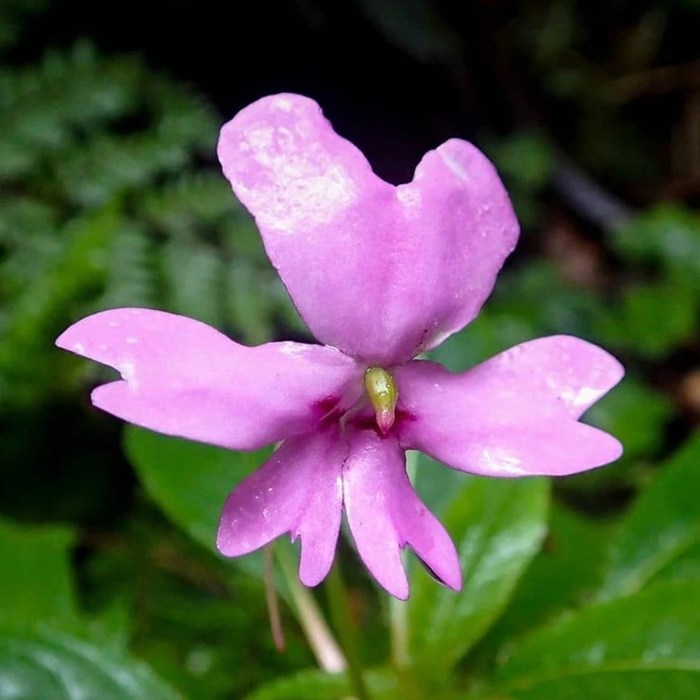 Impatiens kinabaluensis Flower