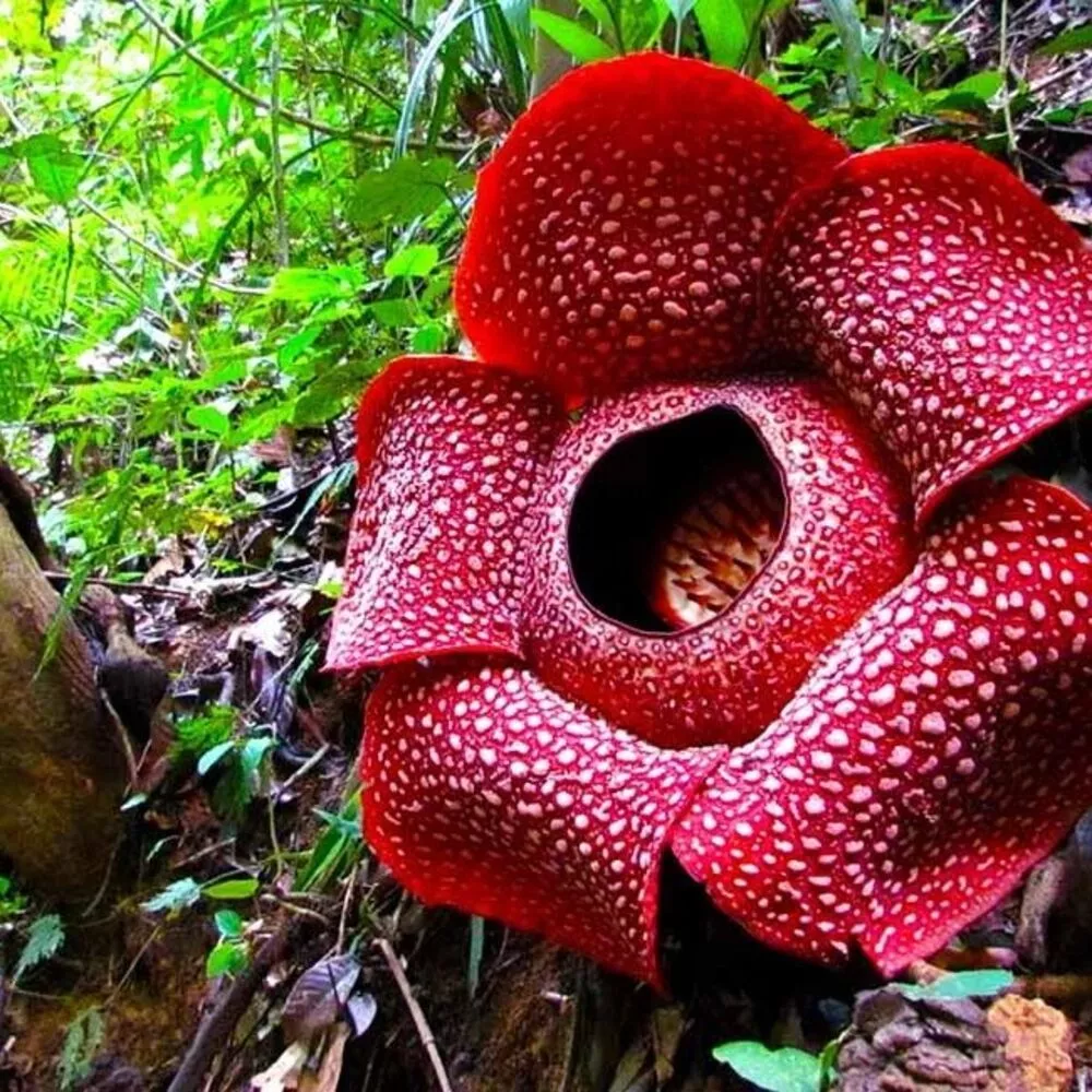 Rafflesia Arnoldii Flower