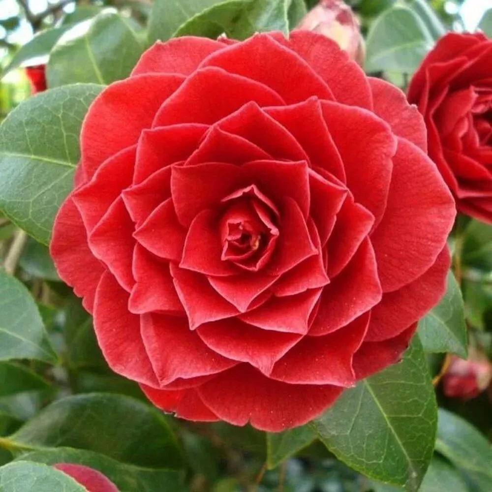 Middlemist's Red Flower