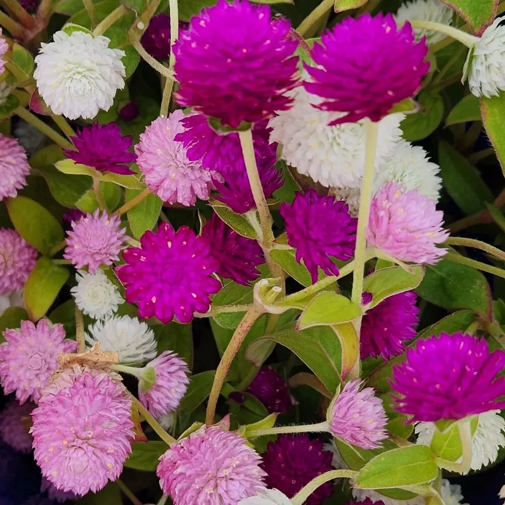 Globe Amaranth Flower