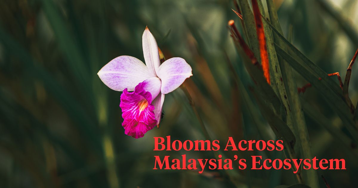 Malaysia's Exquisite Blooms