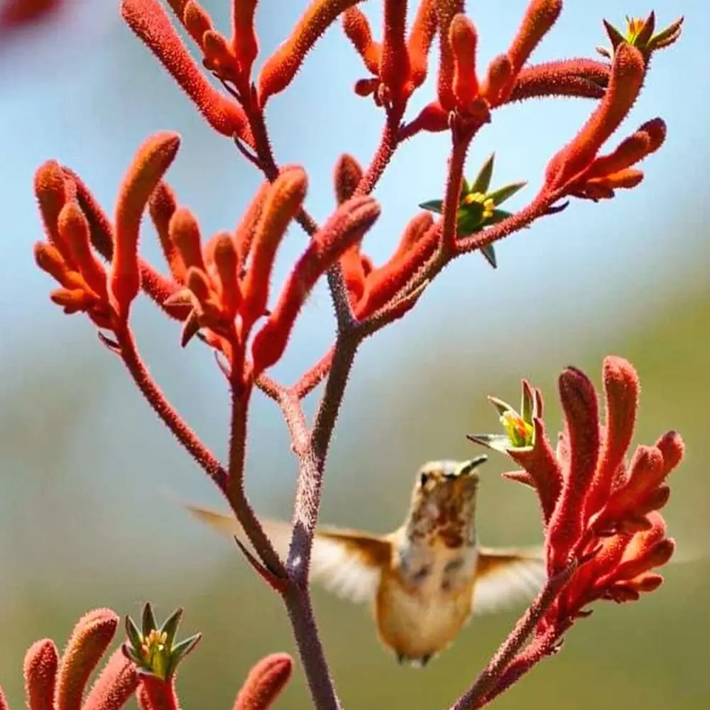 Kangaroo paw Flower Image