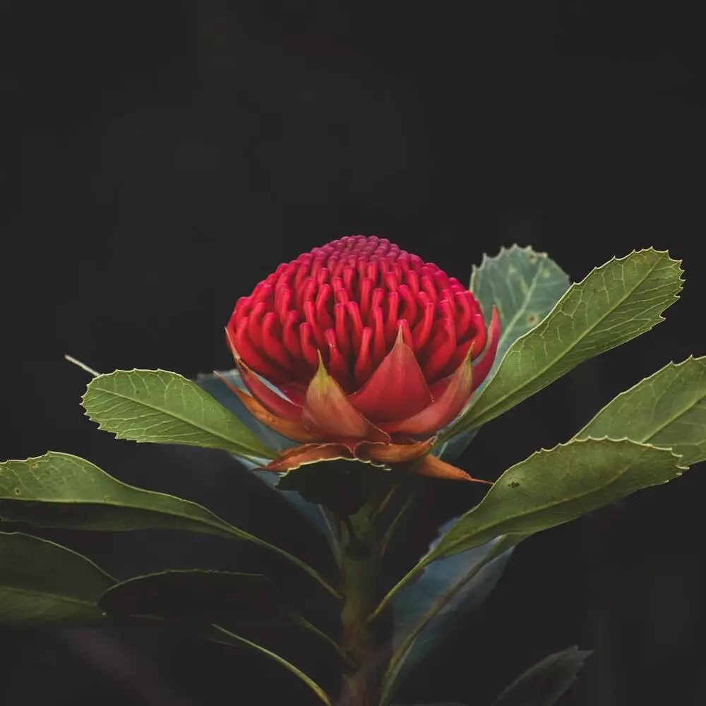 Red Waratah Flower