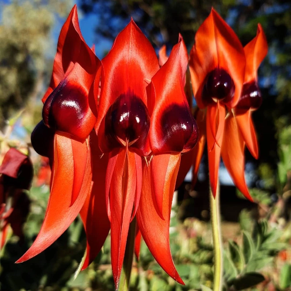 Sturt Desert Pea Flower