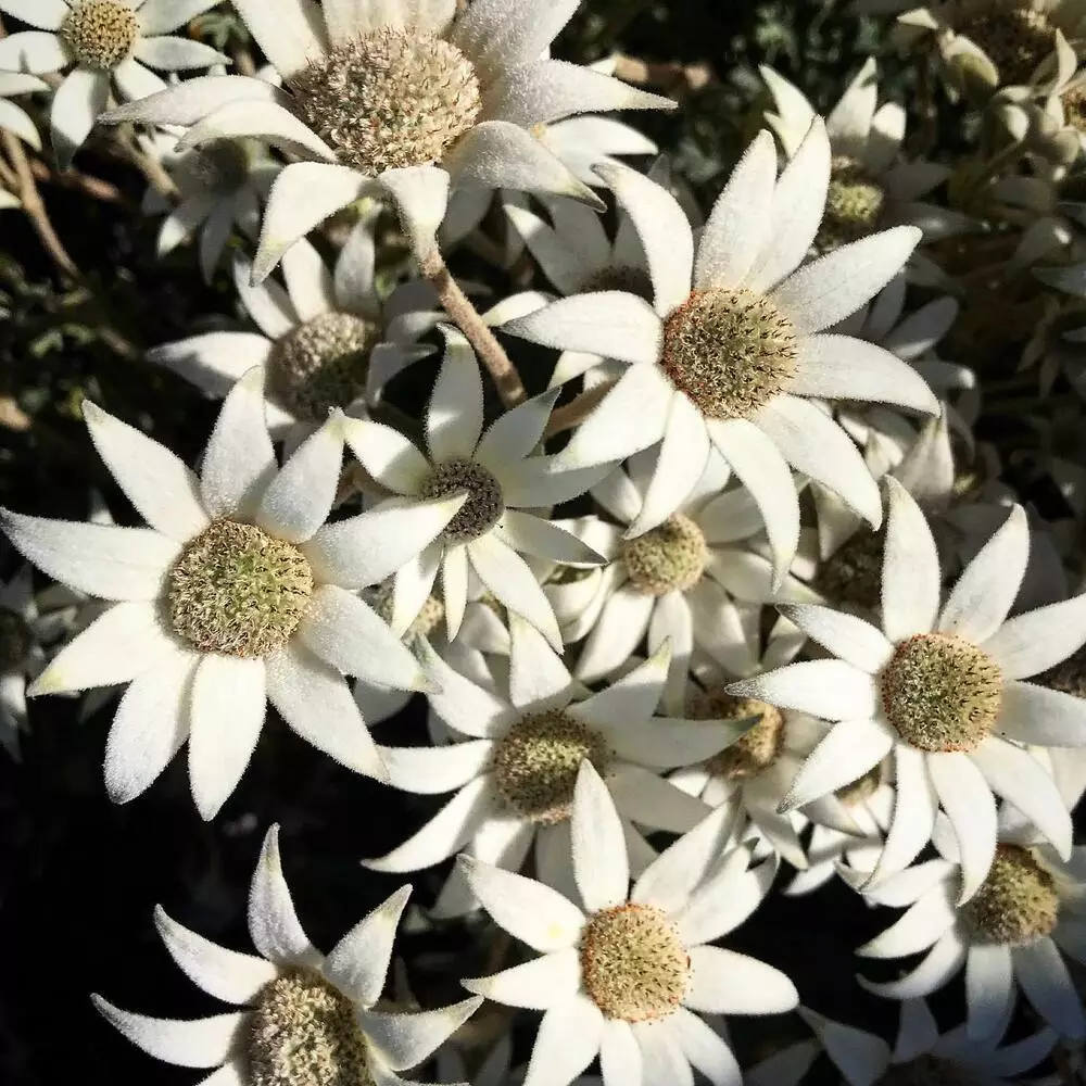 Flannel Flower