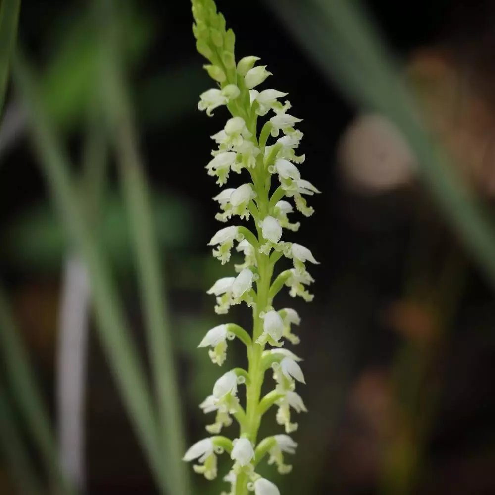 Kangaroo Orchid Flower