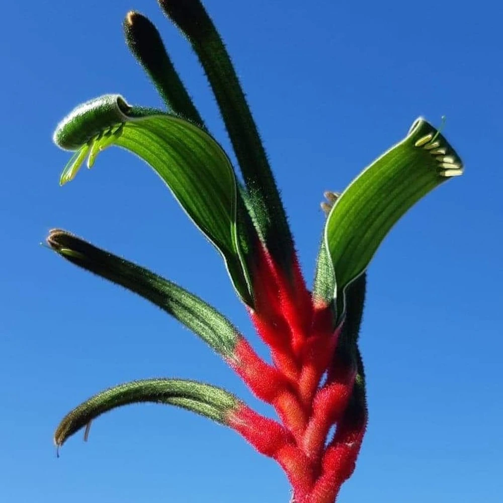 Red and Green kangaroo Paw Flower