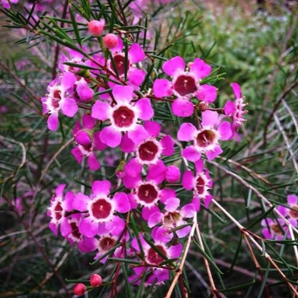 Geraldton Wax Flower