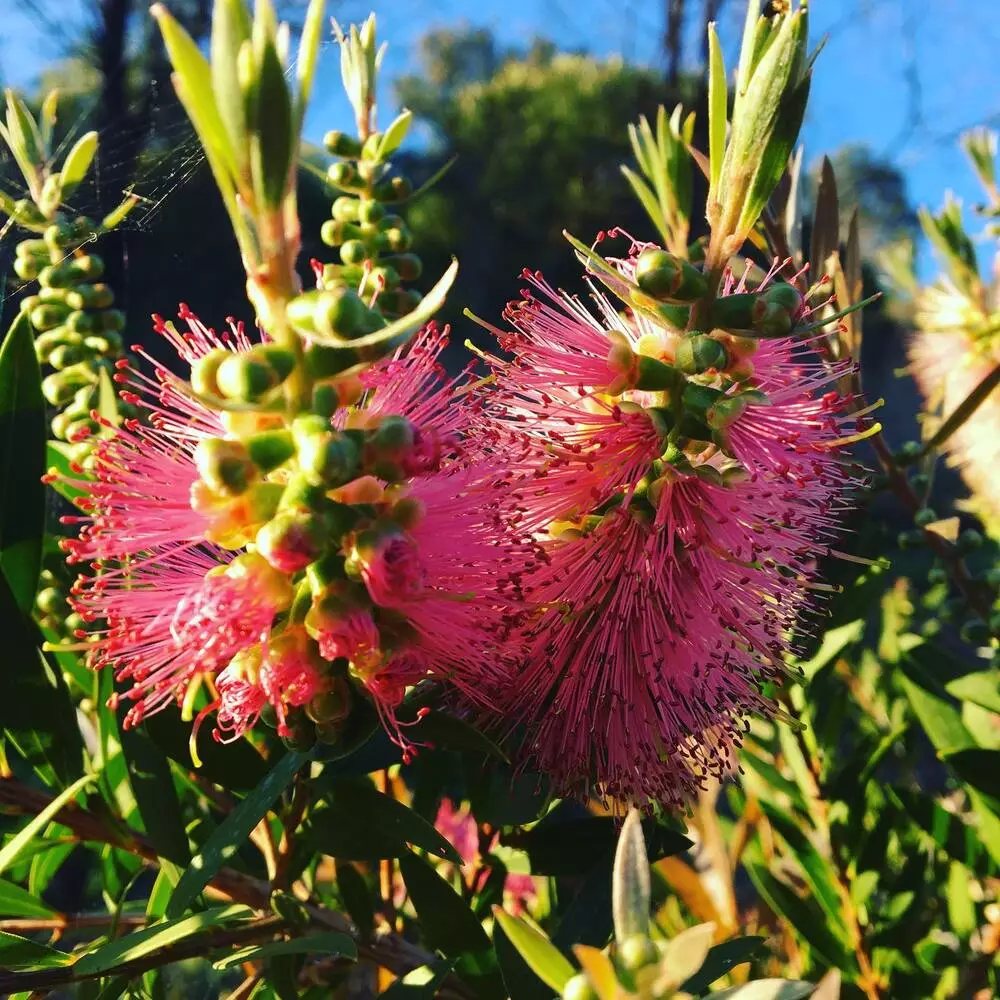 Queensland Bottlebrush Flower