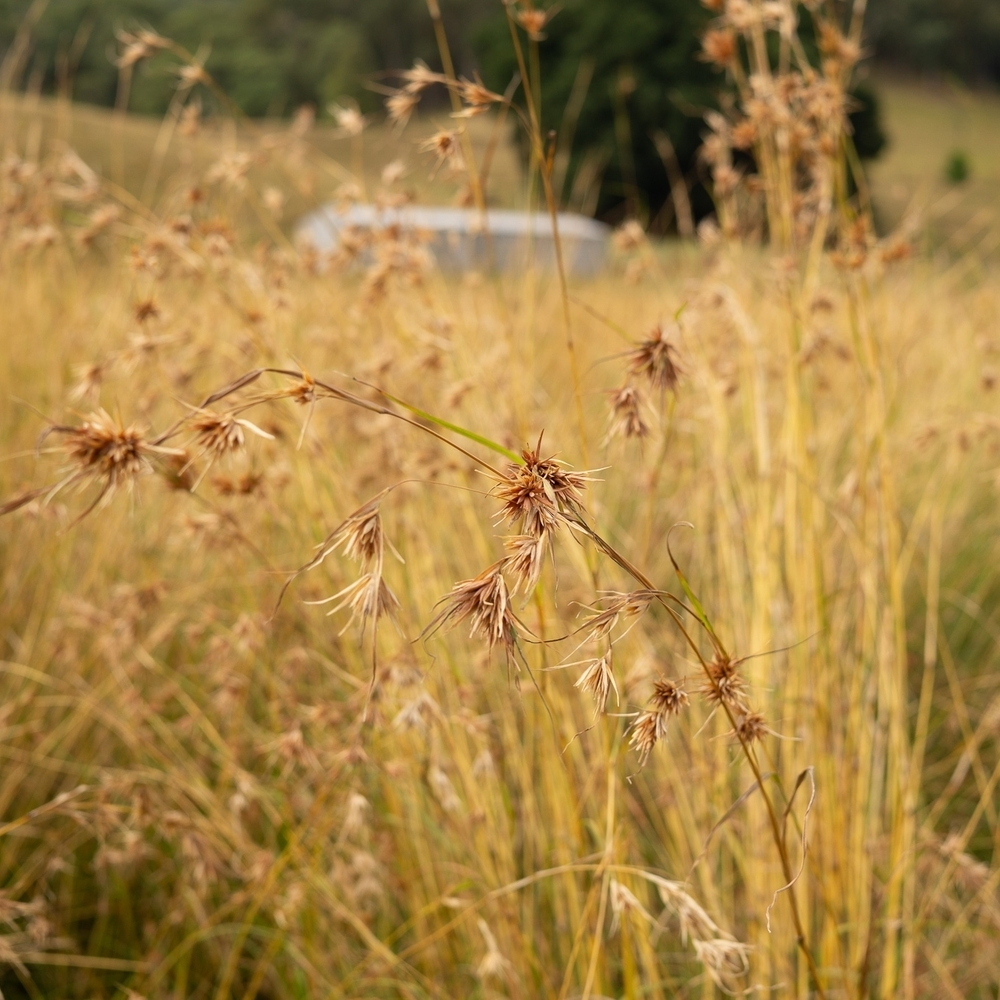 Outdoor Kangaroo Grass