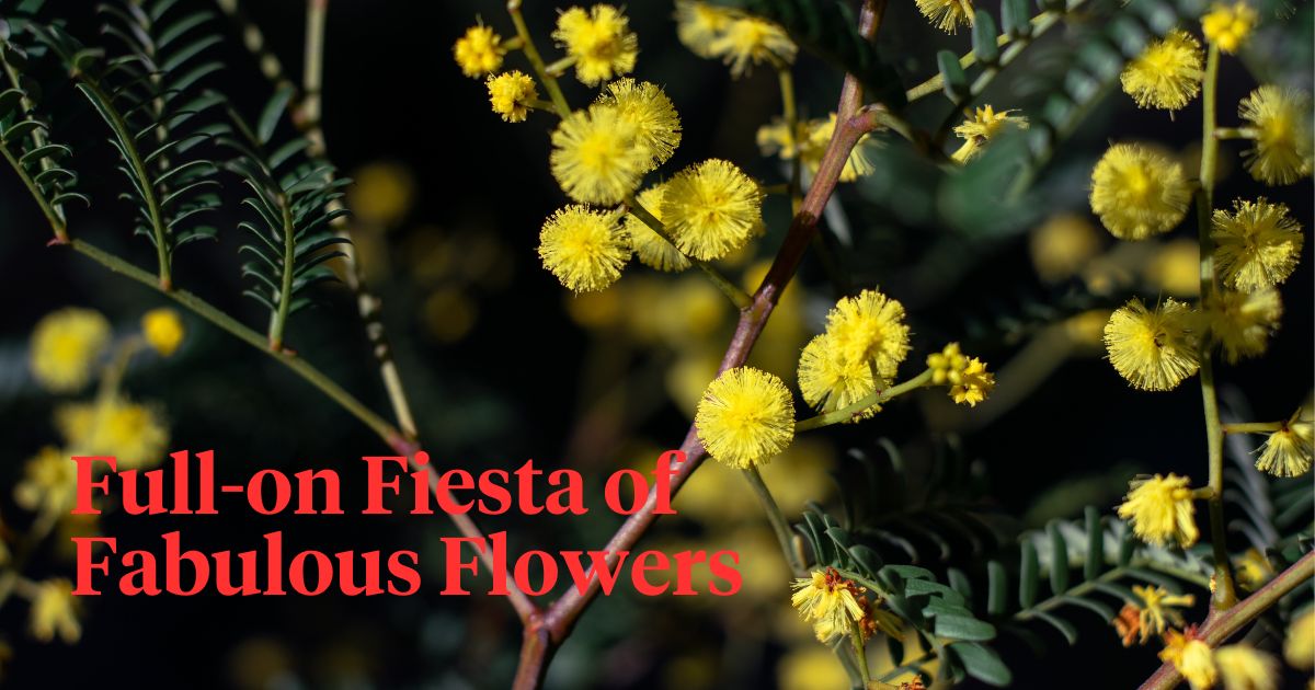 Australia's Floral Wonders
