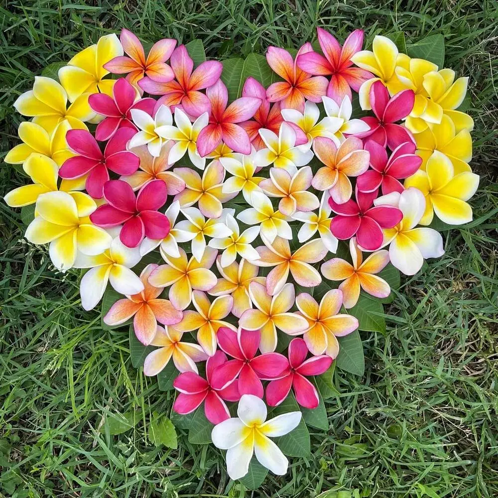 Heart Shape Plumeria Flower