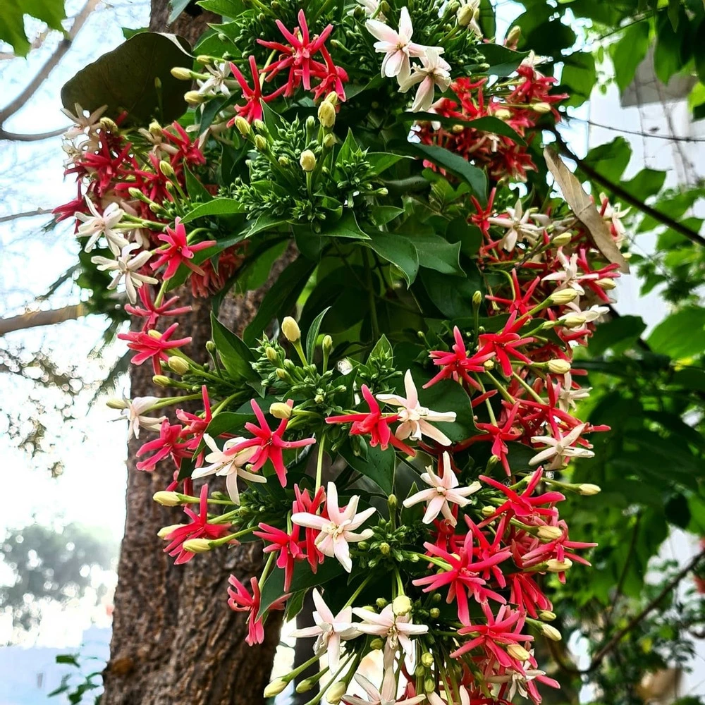 Madhavi Lata Flower