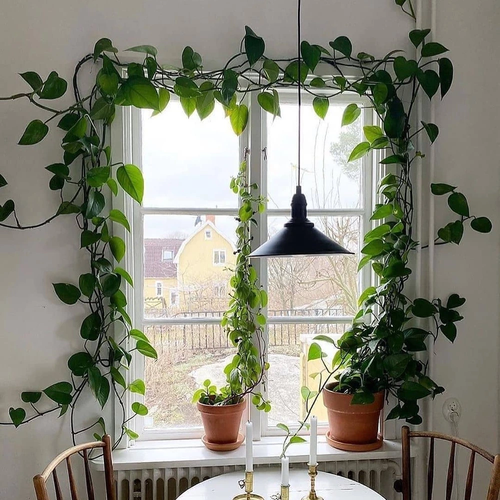 Bedroom Plant Window Curtains