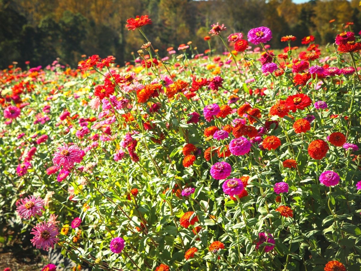 Garden full of zinnia annual plants