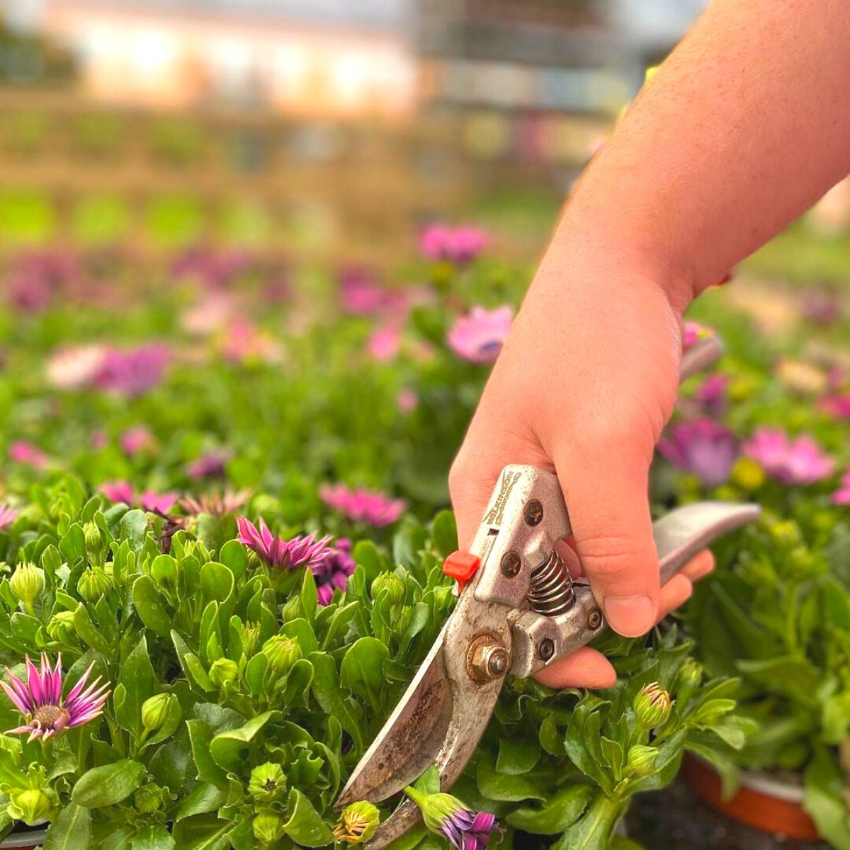 Deadheading flowering plants in the garden