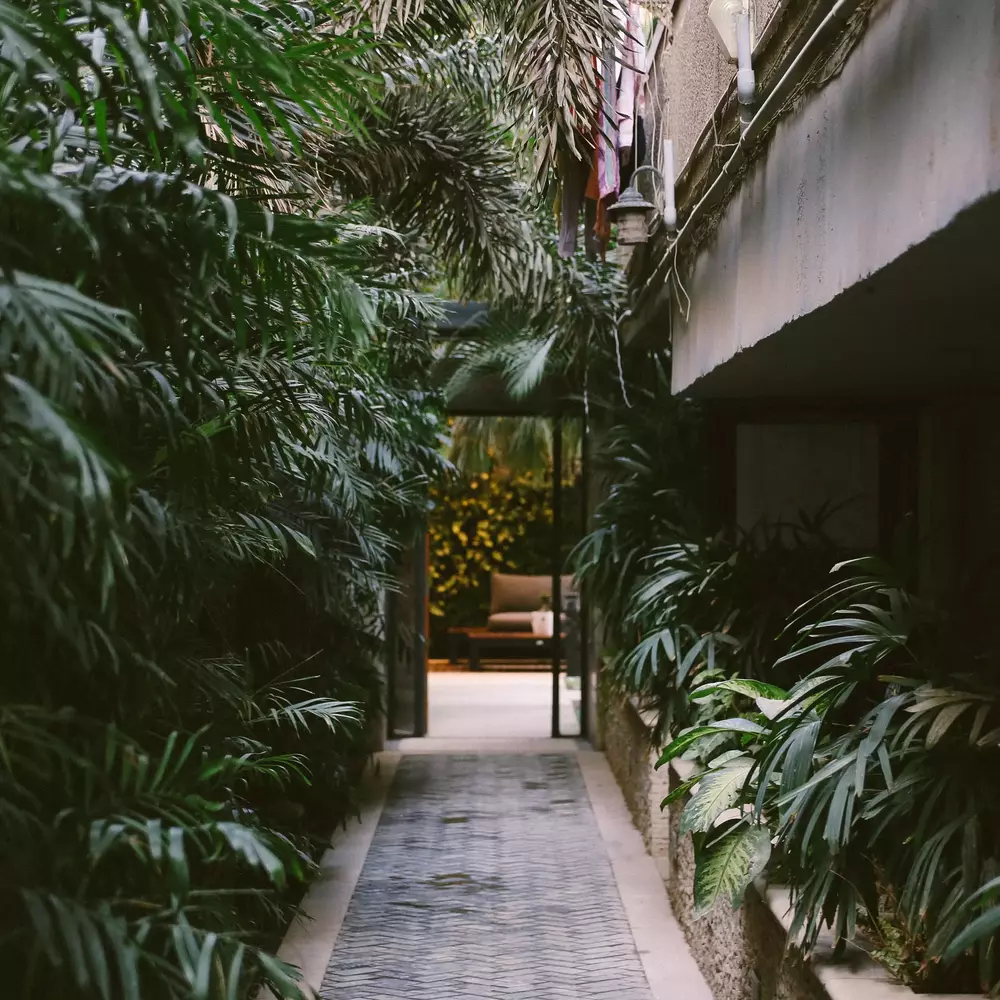 Plants at home entrance 