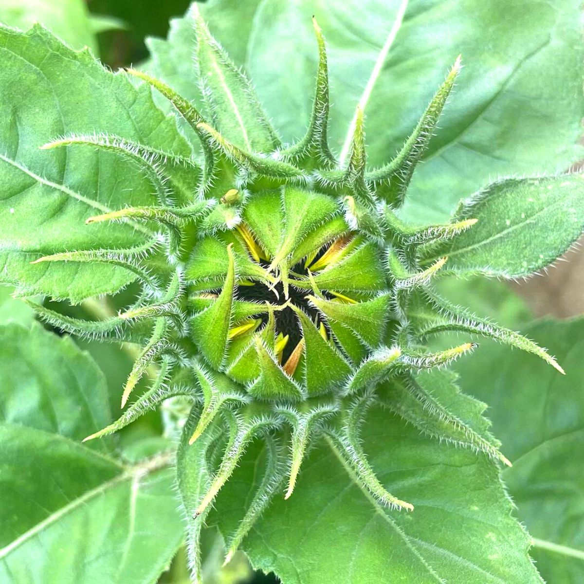 A clear view of a plants sepals