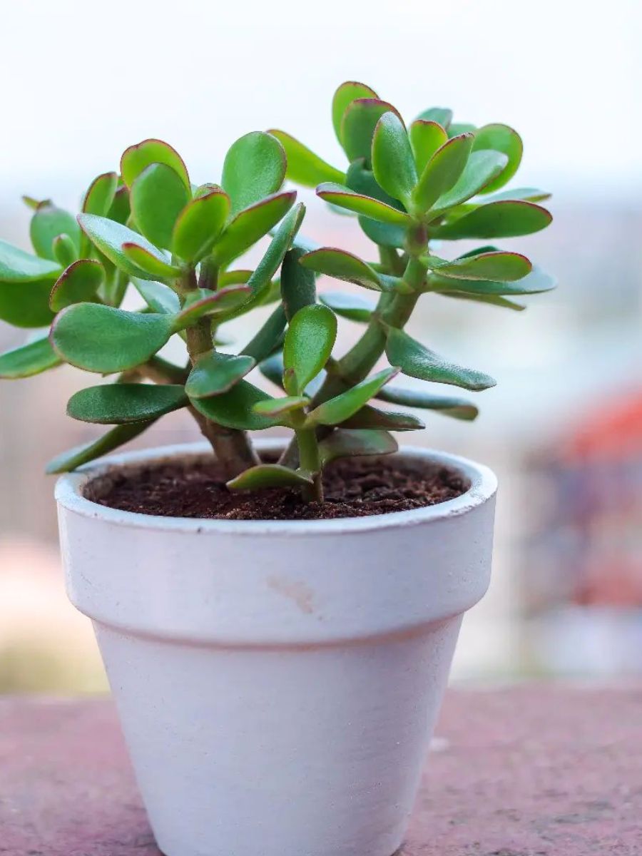 Restaurant plants