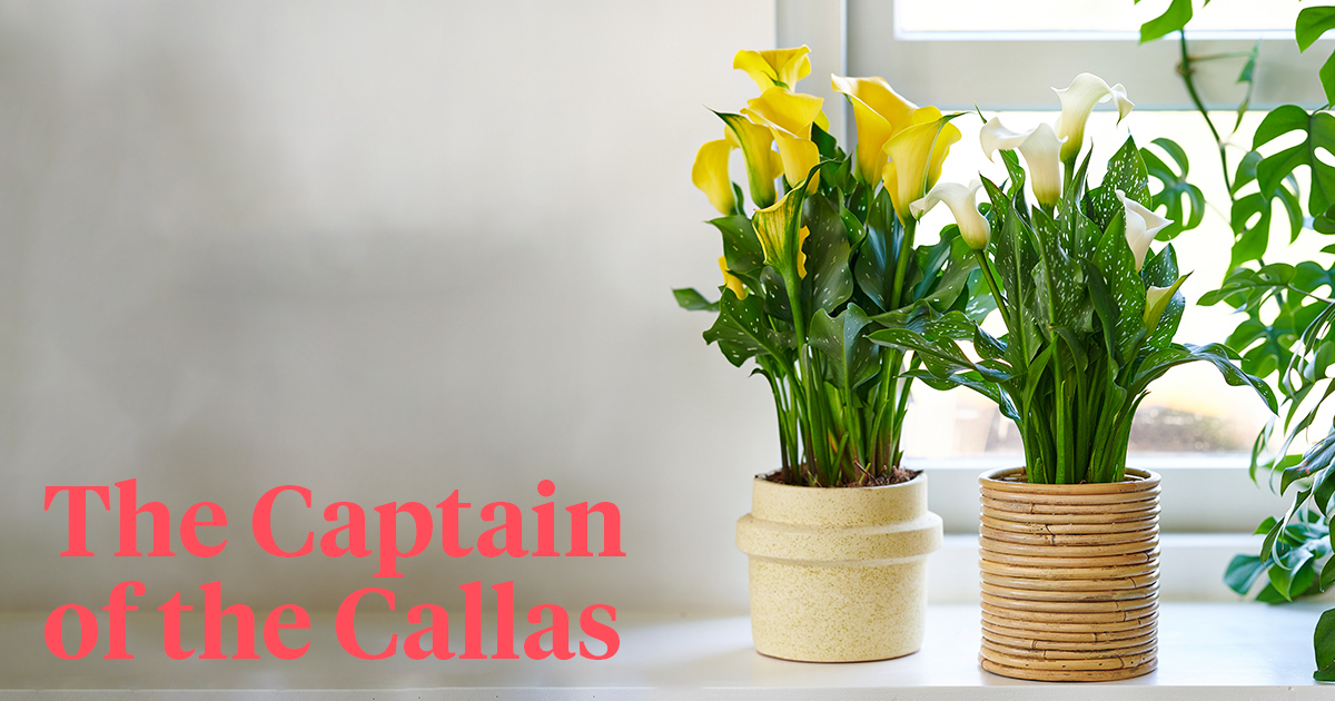 Kapiteyn Captain Calla DNA header on Thursd