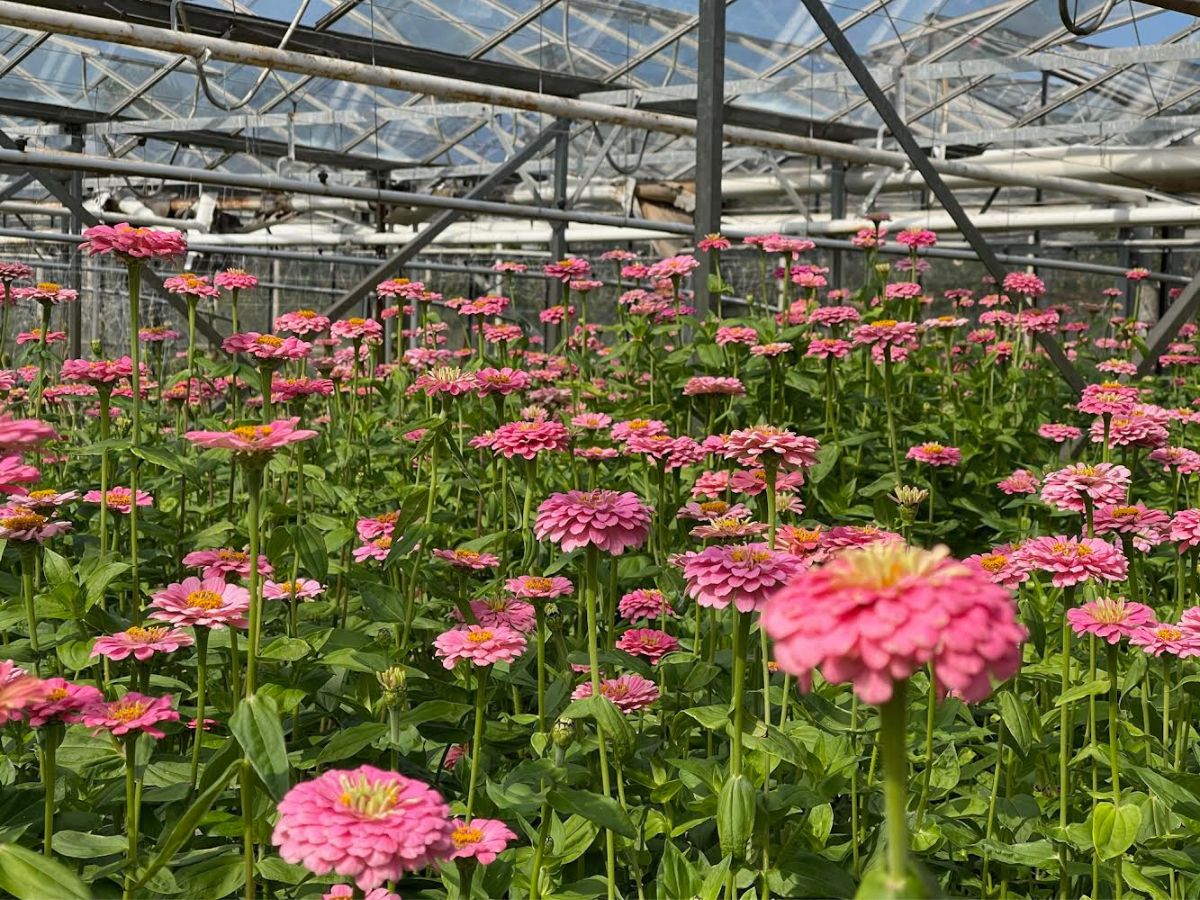 Zinnia in the Greenhouse of Maurits Keppel