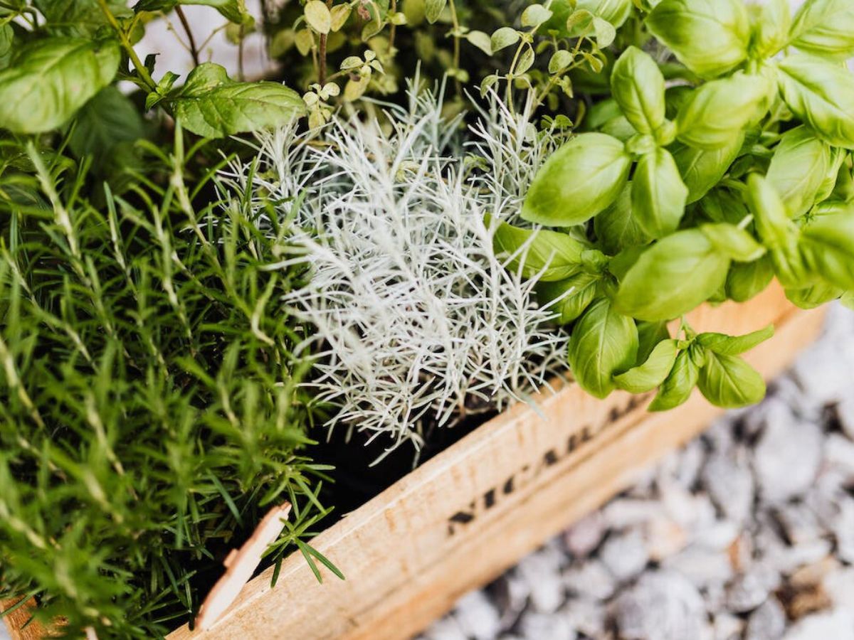 Restaurant plants