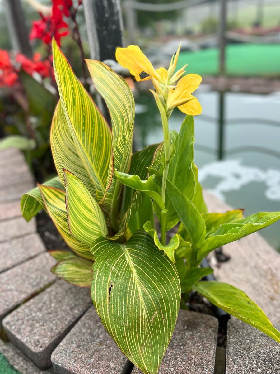 Restaurant plants