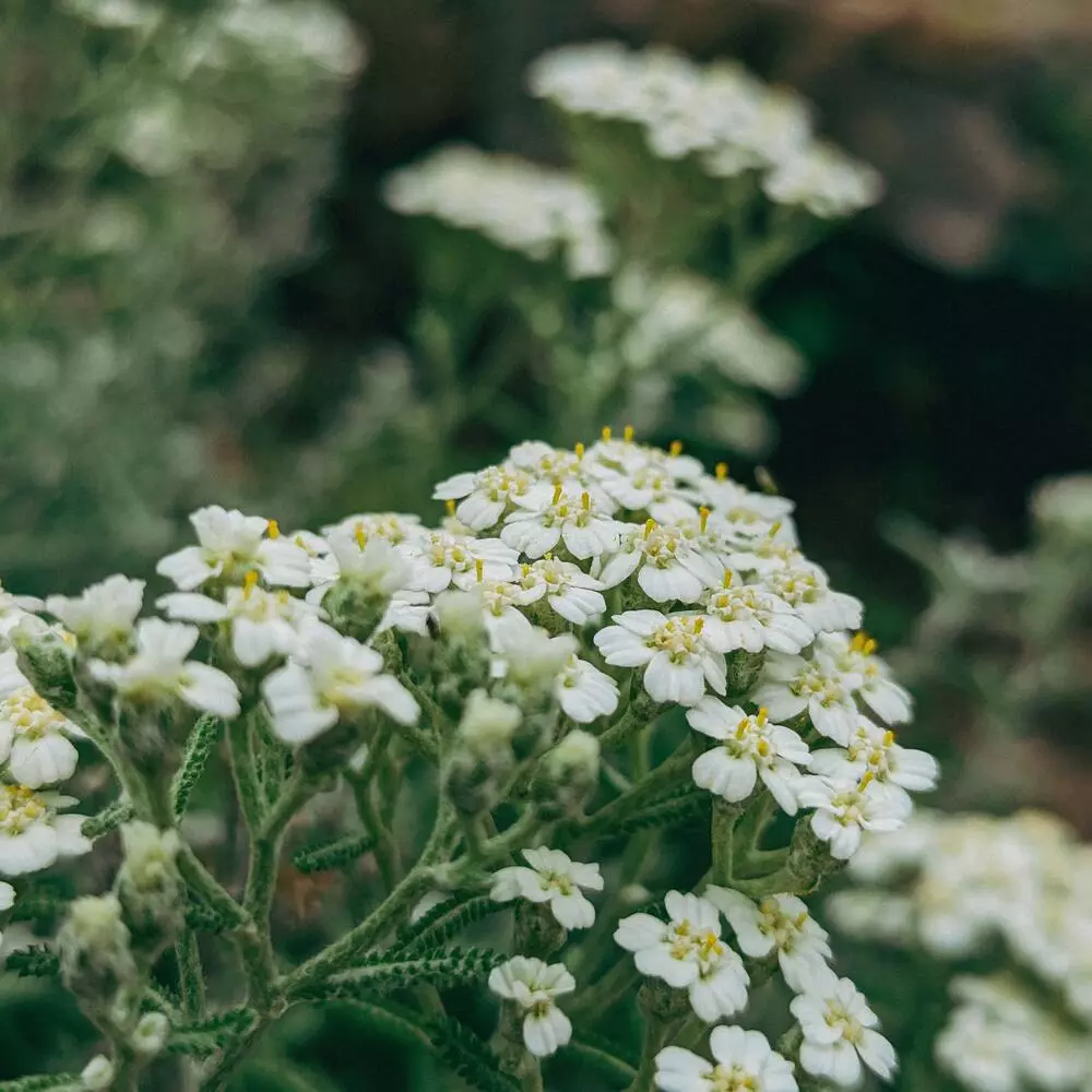 White Yarrow flowers
