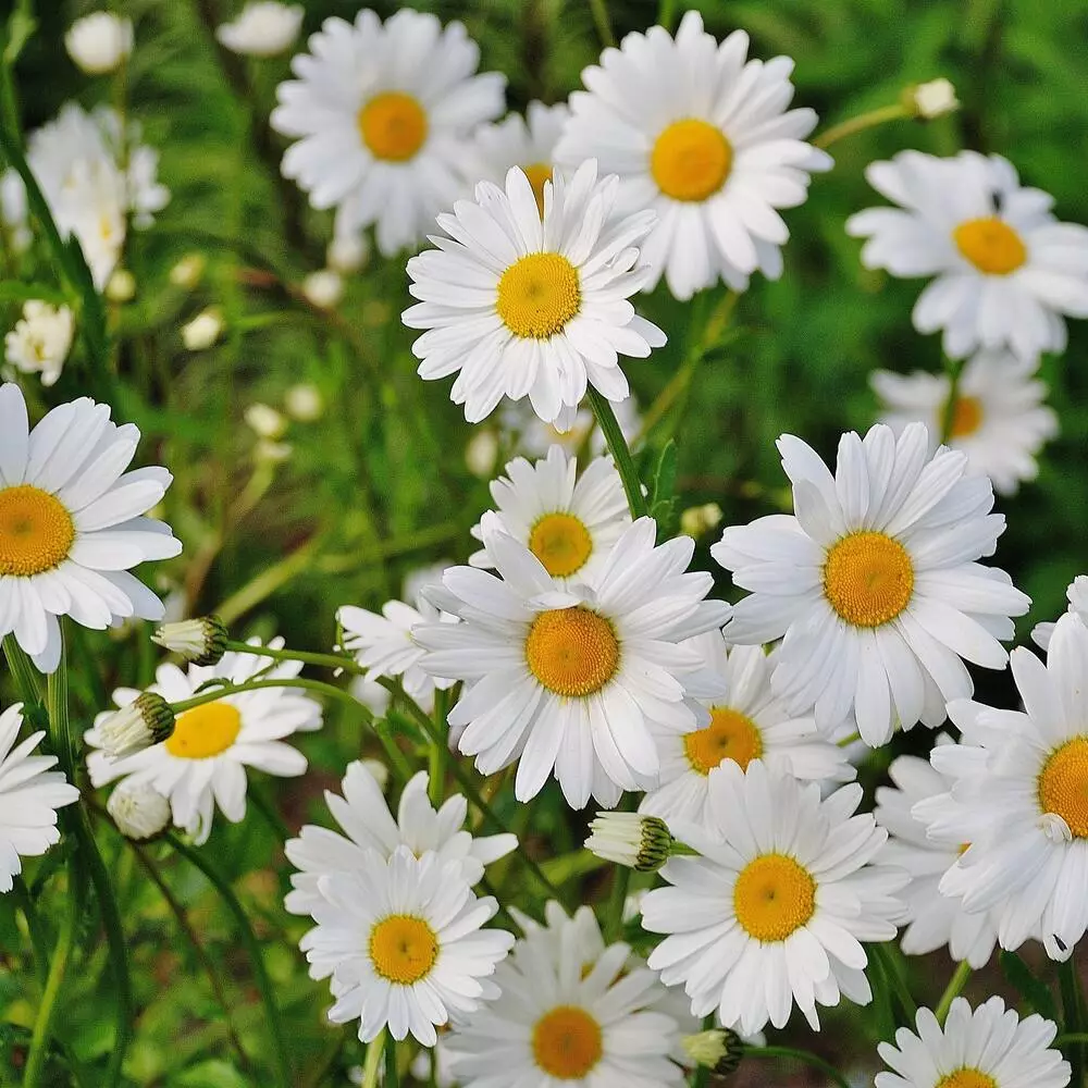 White Flowers Spring Blossoms