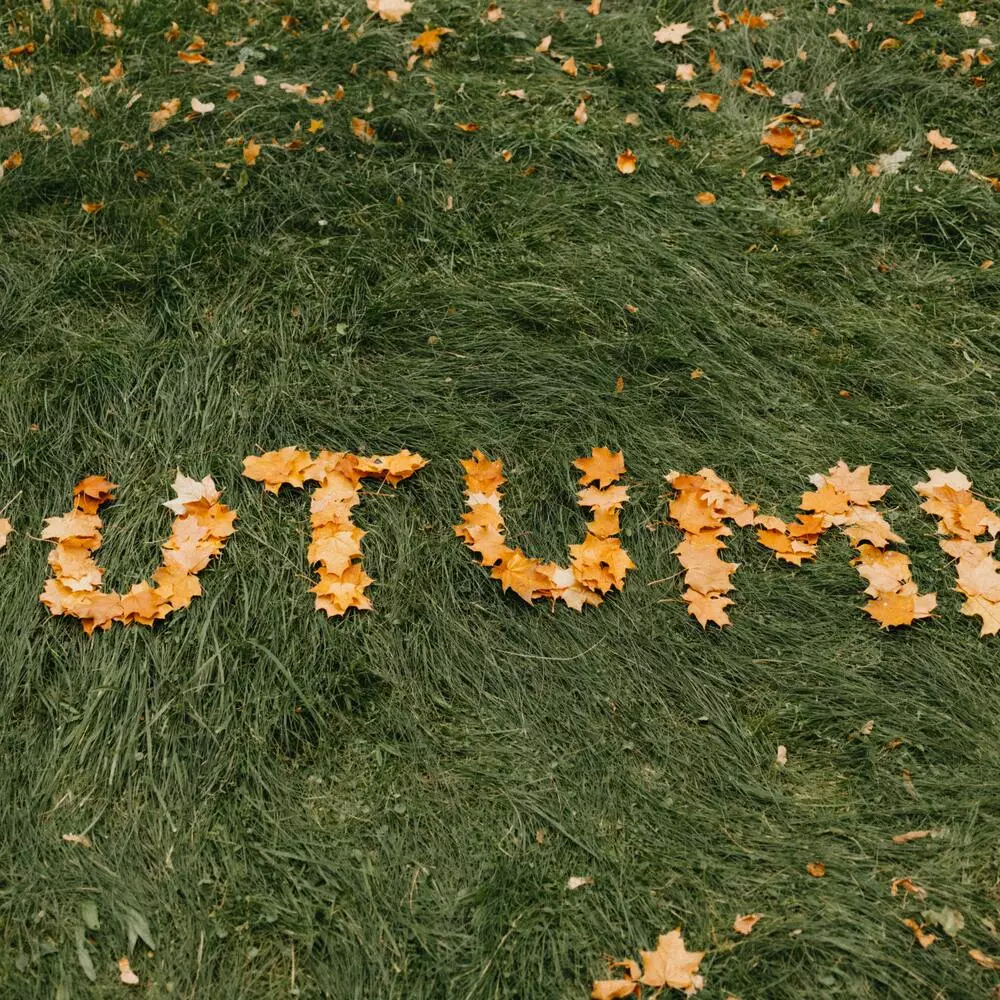 autumn leaves In garden 