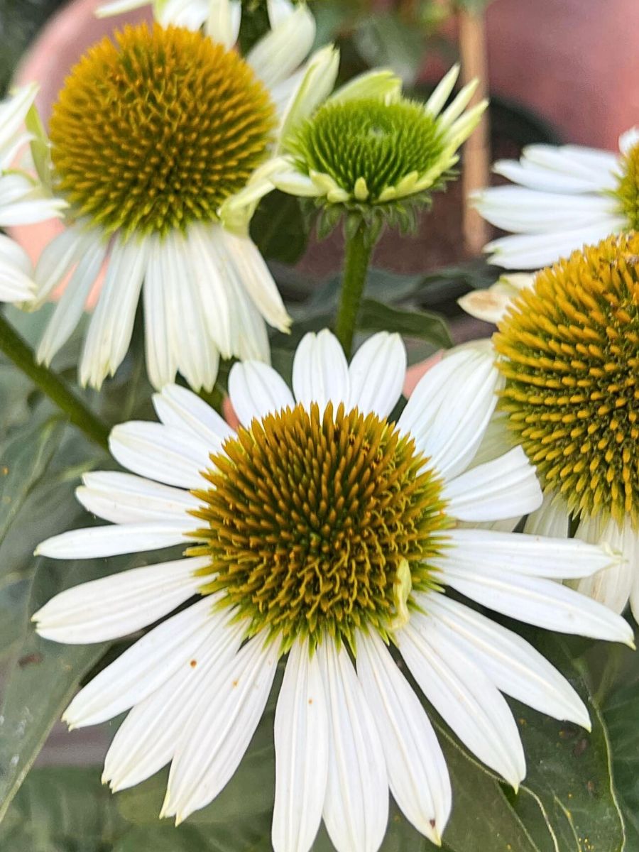 Fall flowers