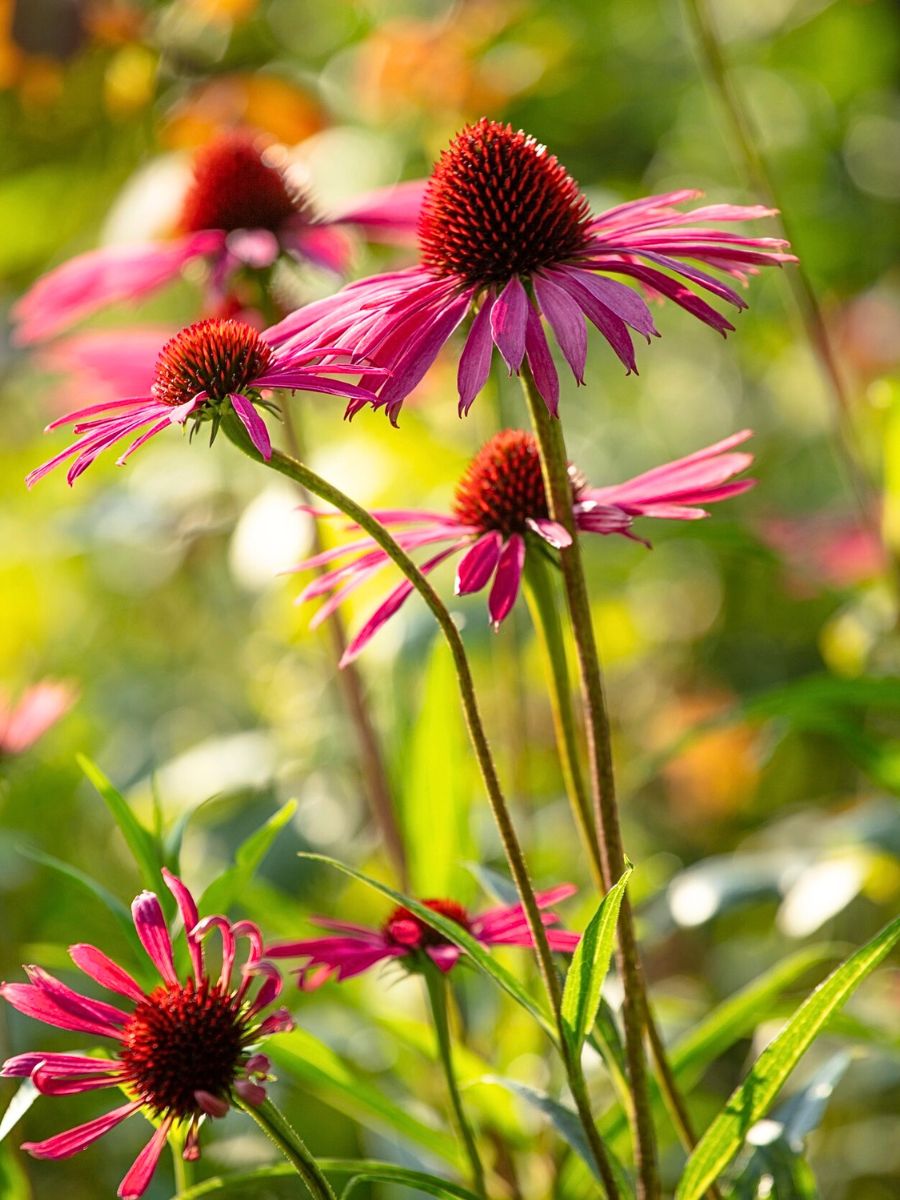 fall flowers