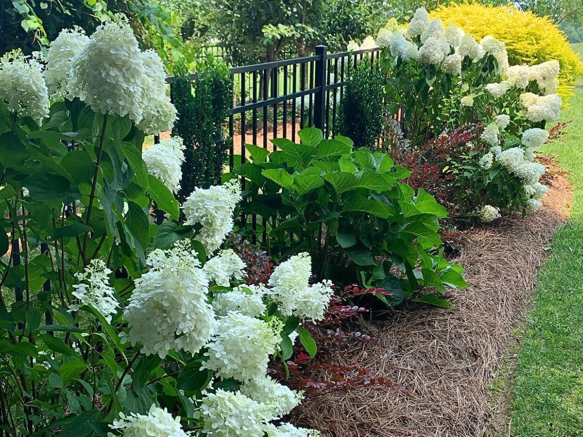 Fall flowers