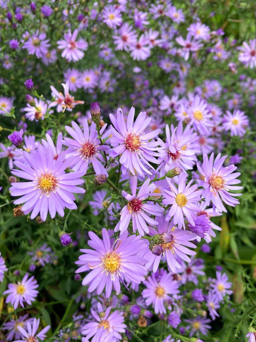 Fall flowers