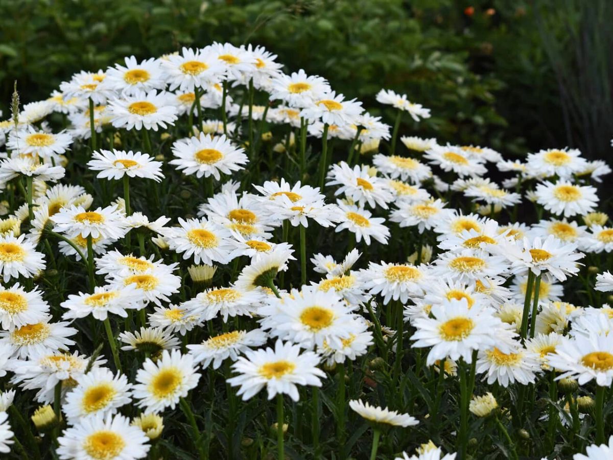 Fall flowers