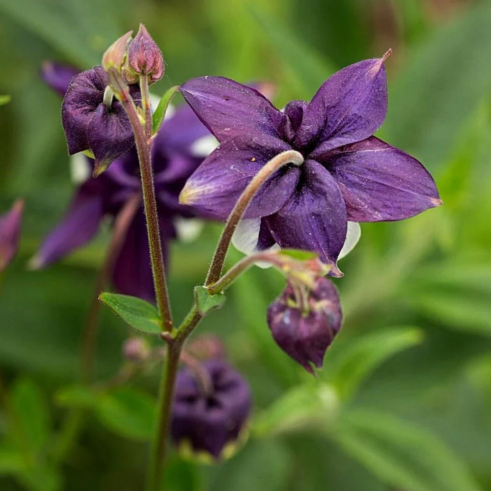 Purple Columbine Flower