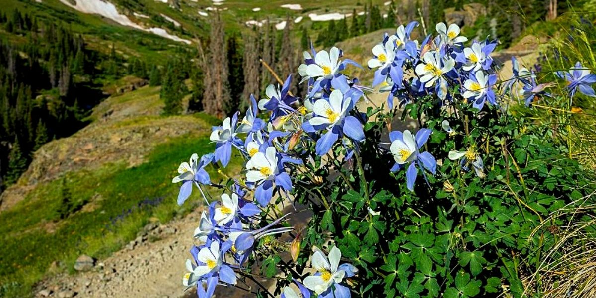 Columbine Flower