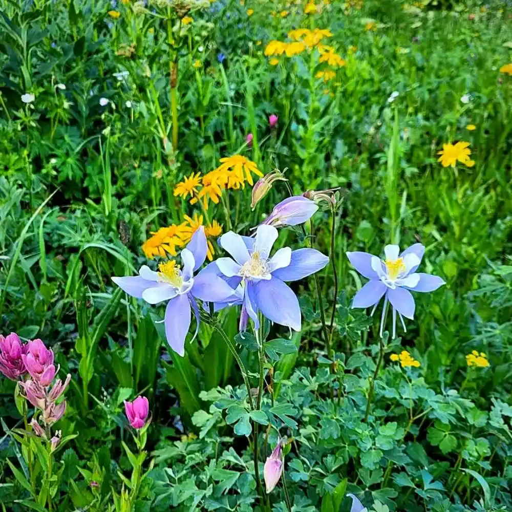 purple columbine flower