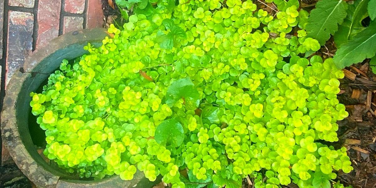 Creeping Jenny Product onThursd