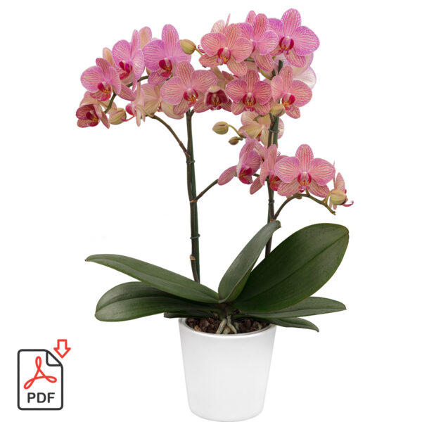 TOTF2021SE 17 Floricultura 312440 Phalaenopsis Eccentrix Cryptix