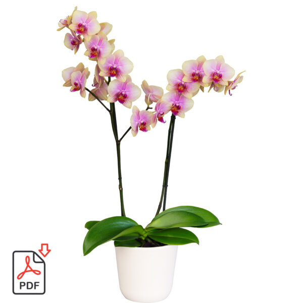 TOTF2021SE 17 Floricultura 312549 Phalaenopsis Eccentrix Sparx