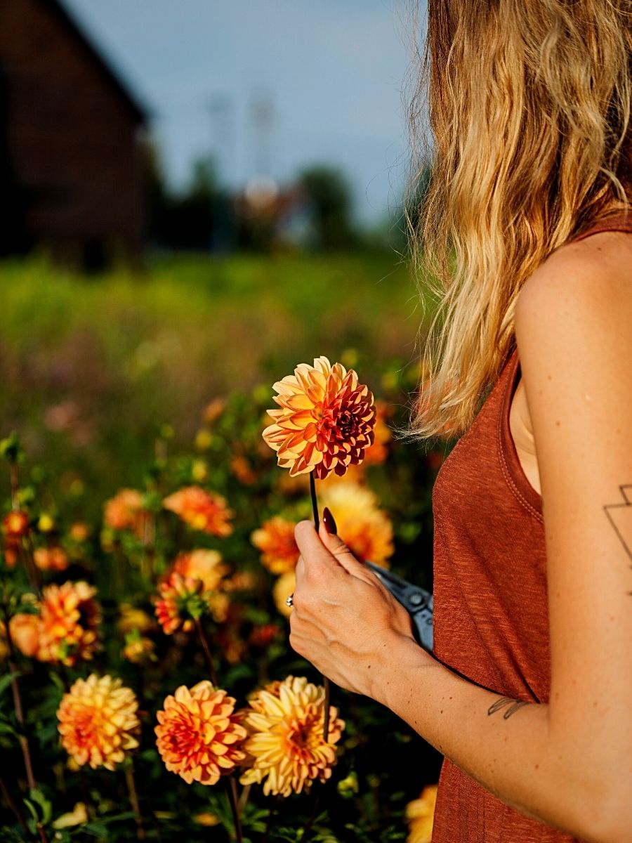 Typical Autumn Flowers That You Can Try Out