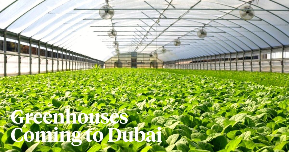 Greenhouses coming to Dubai
