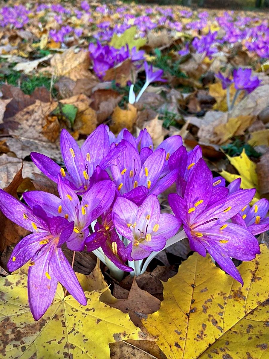 Typical Autumn Flowers That You Can Try Out