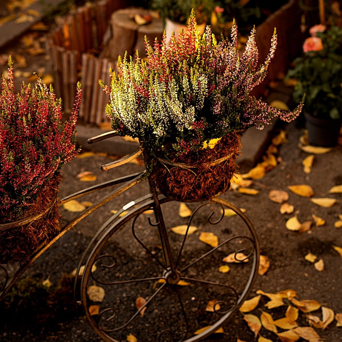 Typical Autumn Flowers That You Can Try Out