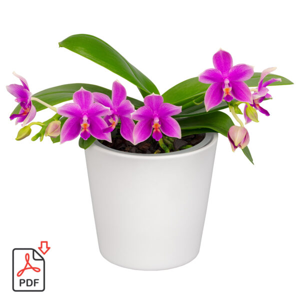 TOTF2021SE 17 Floricultura 1007968 Phalaenopsis AromorA Love Potion